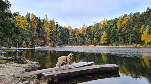 Wasser und Hunde, Vorsicht Gefahr! 